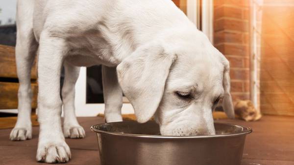 Do you know what’s in your pet’s food? It could be mold, chicken feathers or euthanasia drugs