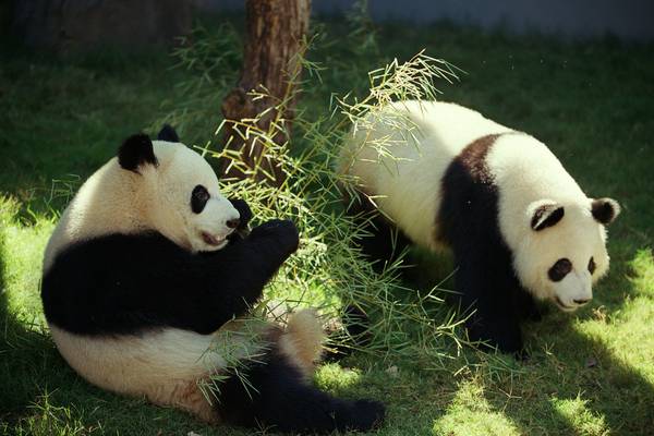 Zoo Atlanta streams Panda Cam, more things to do at home
