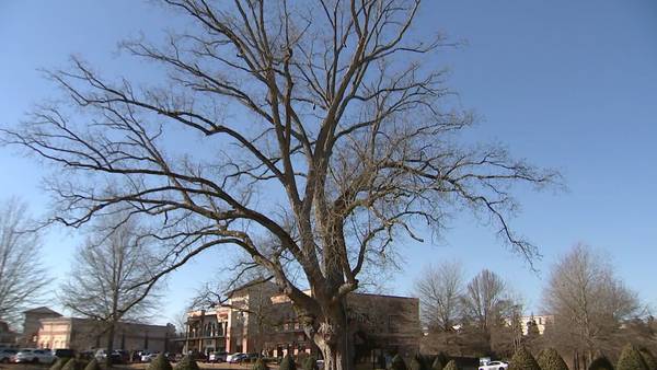 Historic 300-year-old Georgia pecan tree to be removed this month