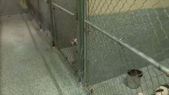 Staffing issues at metro Atlanta animal control has neighbors concerned as  pit bulls roam community – WSB-TV Channel 2 - Atlanta