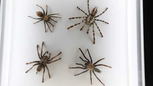 PHOTOS: 250 spiders fill Fernbank Museum
