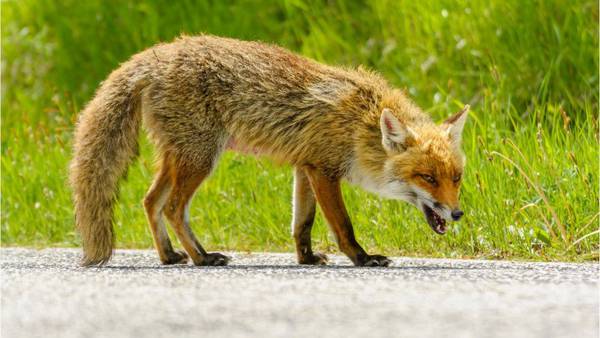 Fox that attacked Georgia resident tests positive for rabies