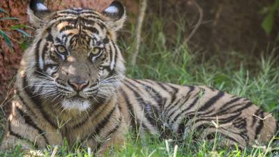 Zoo Atlanta welcomes new Tiger moving in from Oklahoma City Zoo