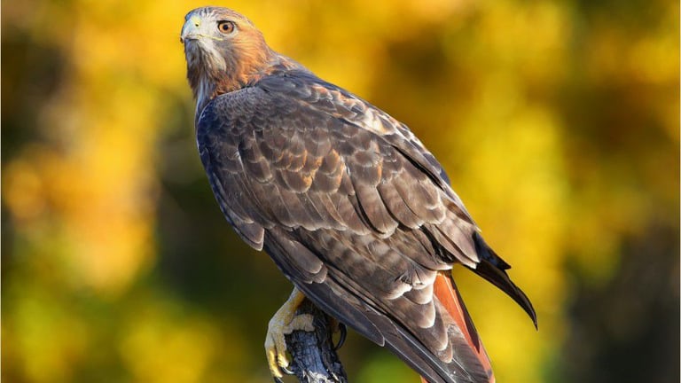 Red tailed hawk nj cheap