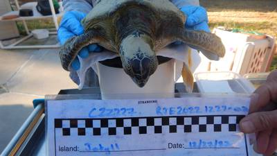 4 more cold-stunned sea turtles found in Southeast Georgia taken to Georgia Sea Turtle Center