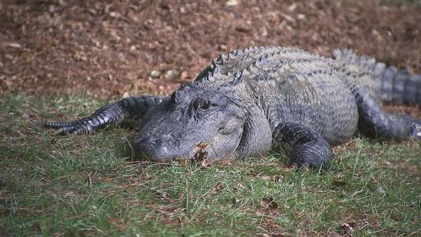 UGA researchers tracking alligators to understand more about climate change impacts on reptiles