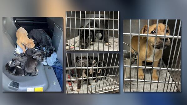 Decatur police: Nine puppies found abandoned overnight in dog park  