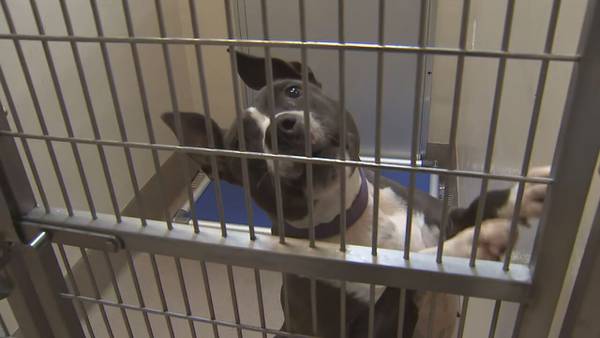 Animal rights group agrees with ending DeKalb’s no-kill policy at overcrowded shelter