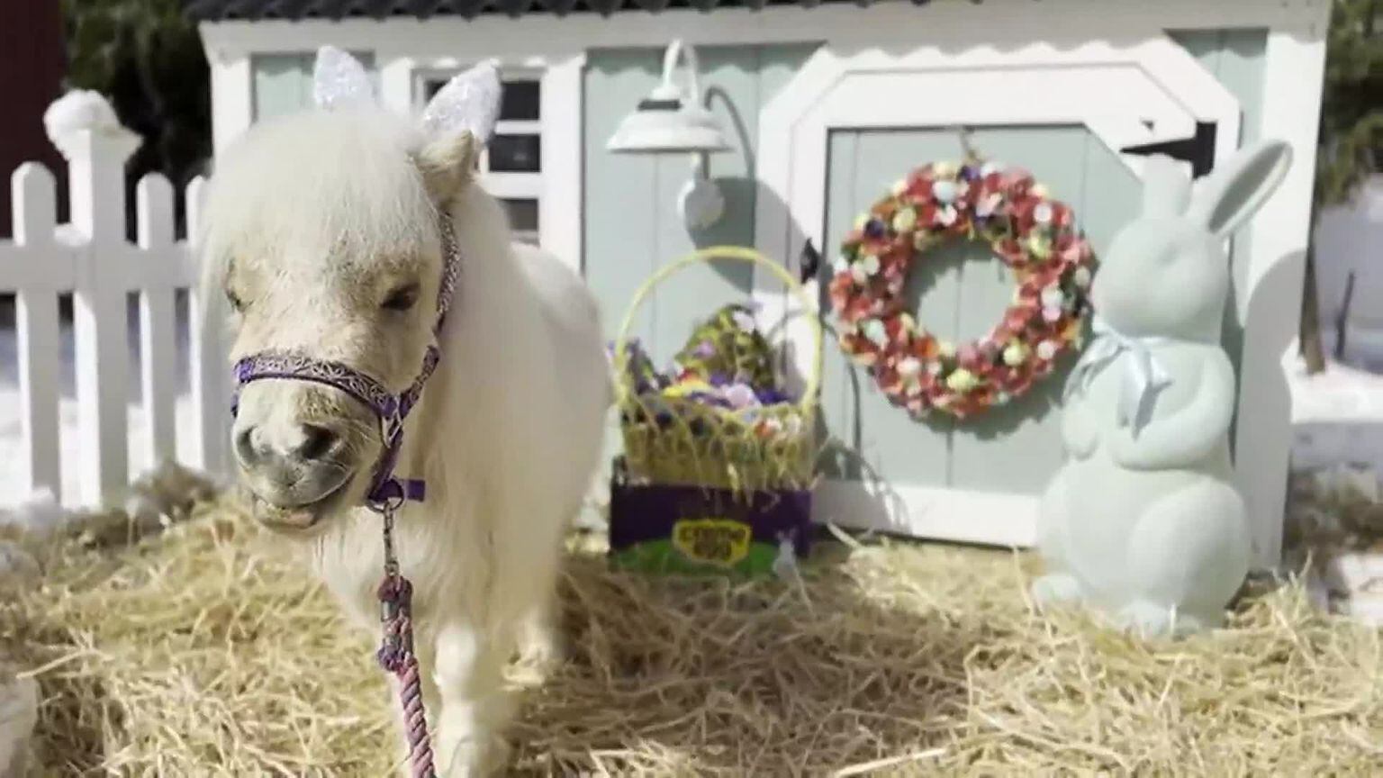 Socialite paints miniature horse with Louis Vuitton pattern