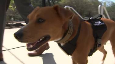 Alpharetta police employee therapy dog to calm down nervous victims, witnesses