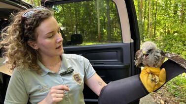 Young hawk returned to nest after fall through efforts of Newnan first responders, utility workers
