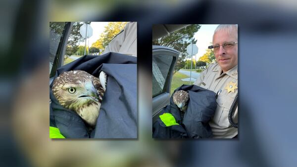 Coweta County deputy rescues hawk struck by car