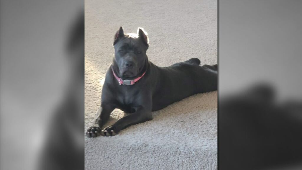 A pet owner s warning after experiencing dog s horrific death at