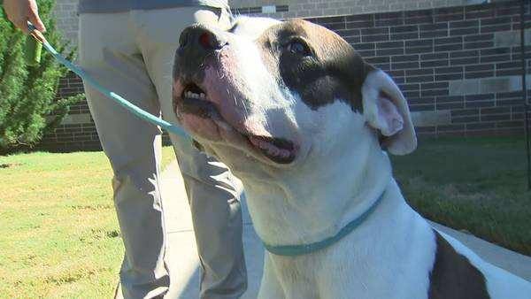 Metro animal shelters at crisis levels, overrun with pets that need to be adopted