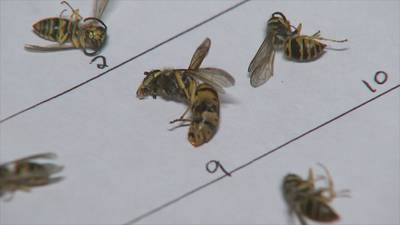 Woman says management refuses to take care of yellow jackets invading apartment