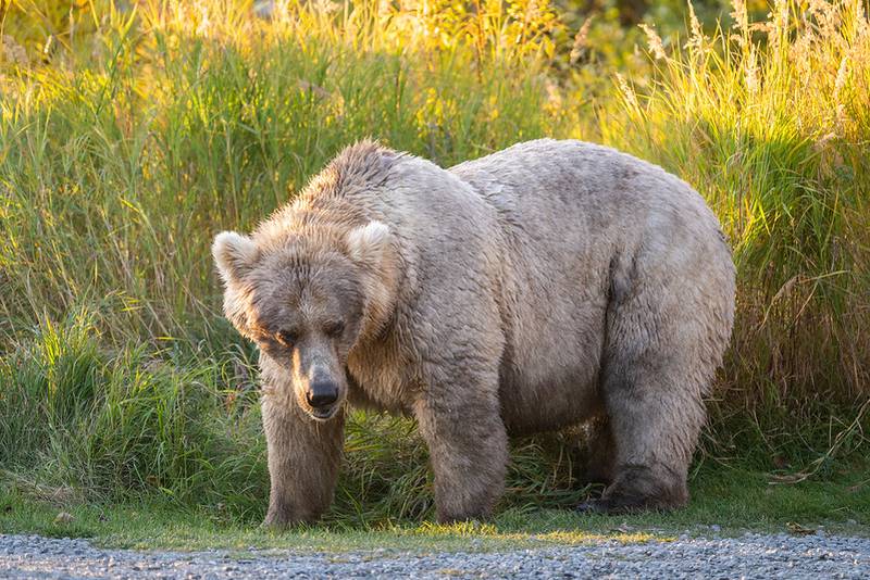 Fat bear week