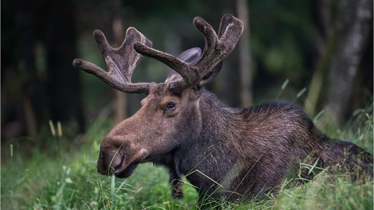 Fire department uses Jaws of Life to rescue moose stuck on fence