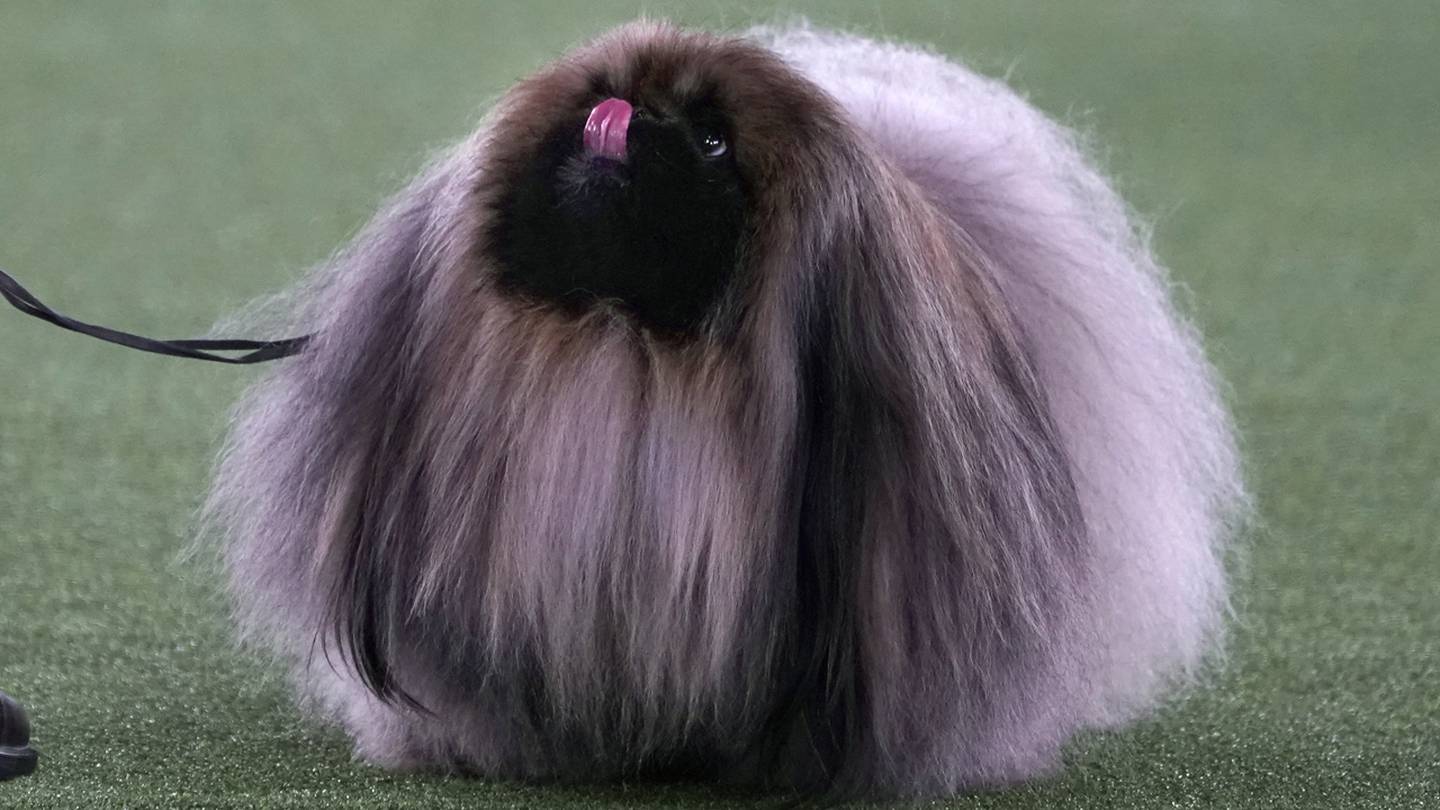 what tv station is the westminster dog show on