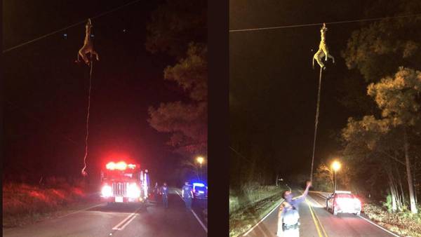 Firefighters ‘rescue’ giraffe toy dangling from wires over road in Walton County