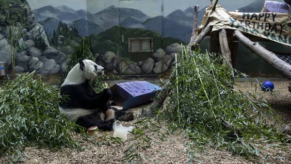 Panda twins at Zoo Atlanta to celebrate 8th birthday