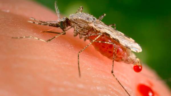 Health officials find mosquitoes carrying West Nile virus around Atlanta park