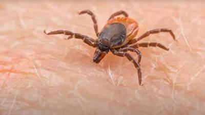 As warmer weather arrives, keep a watchful eye out for ticks