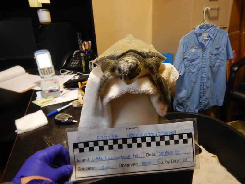 Four more cold-stunned sea turtles were found in Southeast Georgia this week and are getting help from Georgia Sea Turtle Center.