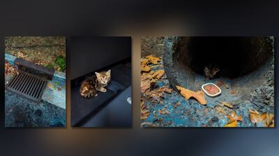 ‘You’ve cat to be kitten me:’ Ga. officer allergic to furry friend rescues it from storm drain
