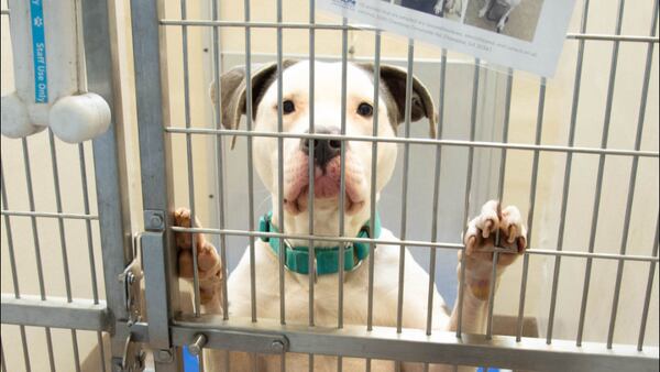 At least 150 dogs at risk for euthanasia as DeKalb shelter deals with extreme overcrowding