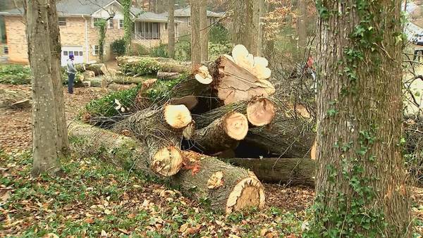 Before you hire someone to clean up tree damage, Georgia’s insurance commissioner has this warning