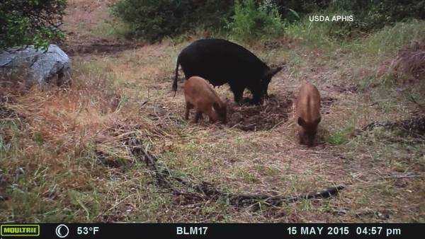 Feral pigs are going hog wild across Georgia causing millions in damage each year