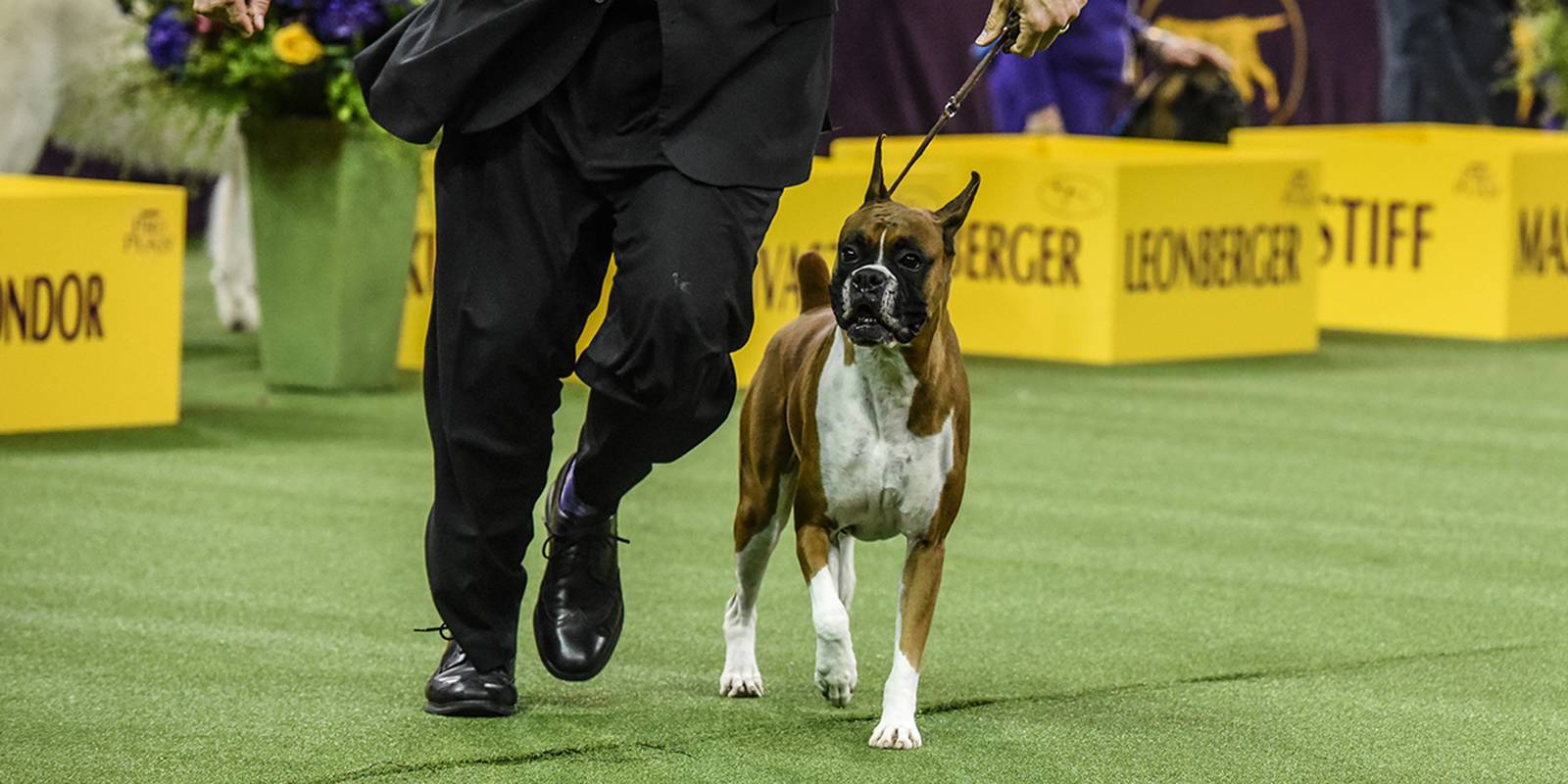 Photos Siba the standard poodle wins best in show at Westminster