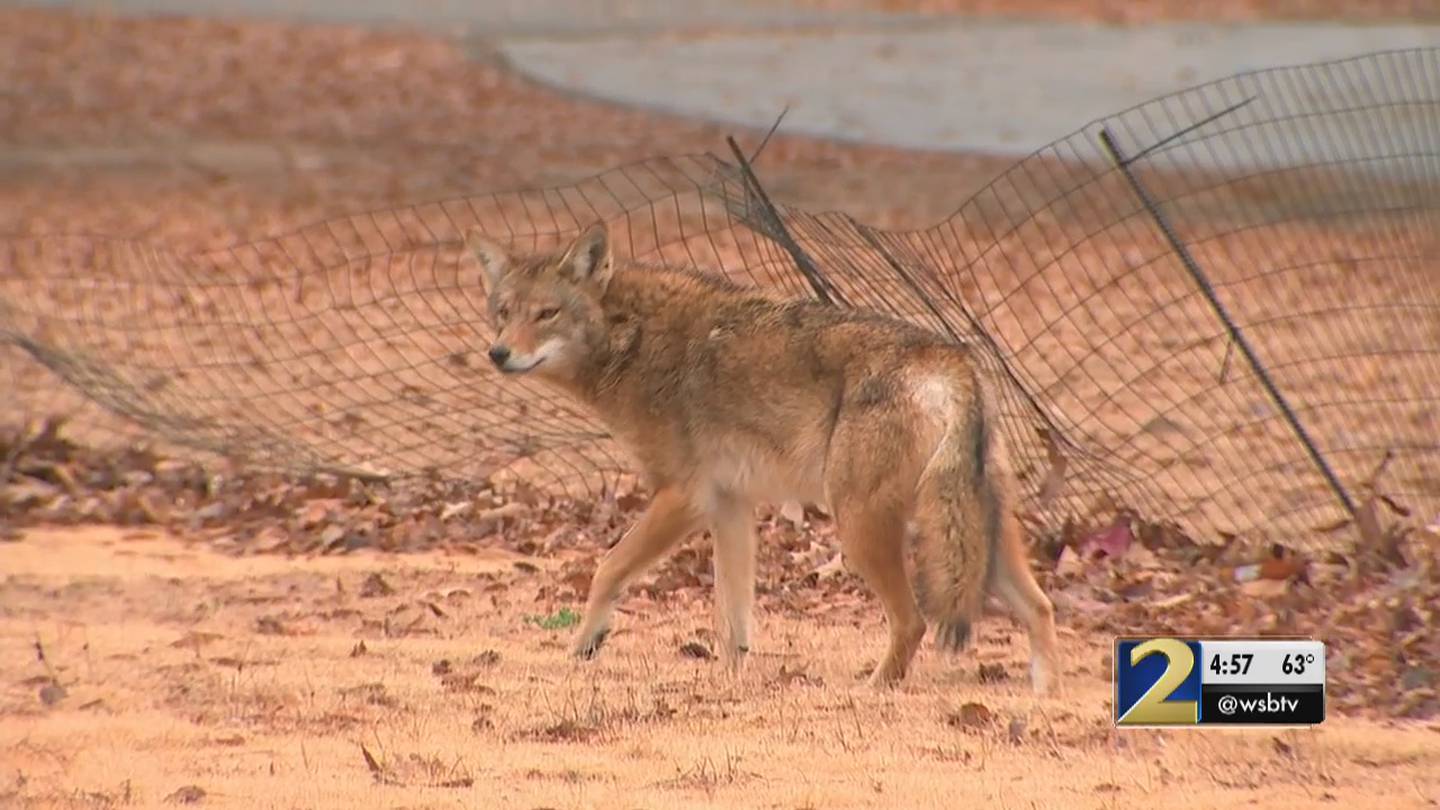 Coyote Challenge kicks off, but not without its controversy