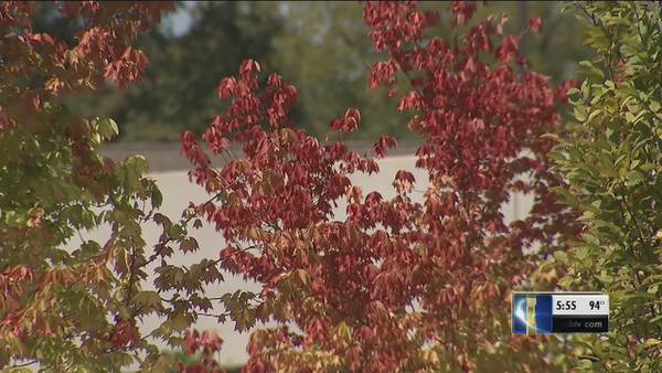 If your trees look like it's fall already -- you may have a problem