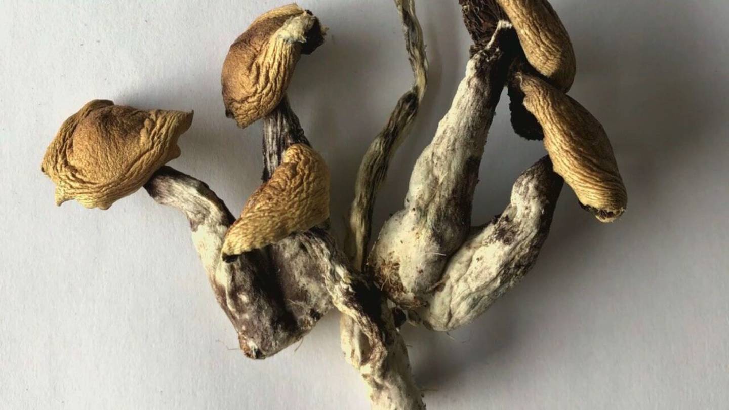 4-year-old overdoses after accidently getting into a bag of Psychedelic mushrooms