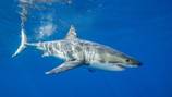 Shark attacks swimmer, forces beach closure