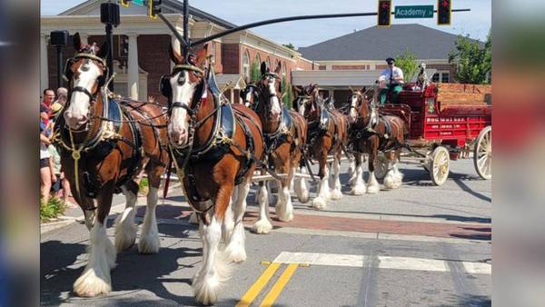 Budweiser Clydesdales appear at events across north GA