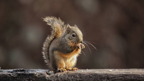 Squirrel hunting season in Georgia begins Monday
