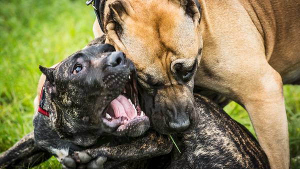 Lt. Gov. wants dog fighting covered under RICO statutes to help curb gang activity