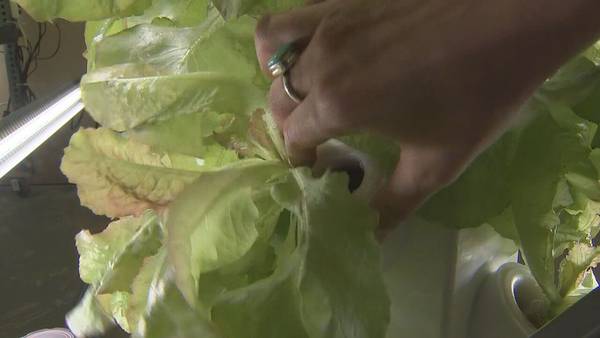 Metro Atlanta farmers take crops indoors with high-tech facility