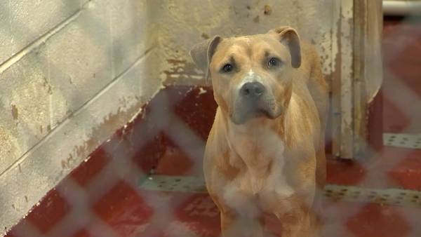 Atlanta cut off from Fulton County animal services after deal fails to be reached