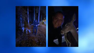 Deer rescued, put on a leash after being hit by a bus in Sandy Springs, police say