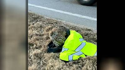 Owl crashes into car, blocking busy Forsyth County road, before deputy saves it