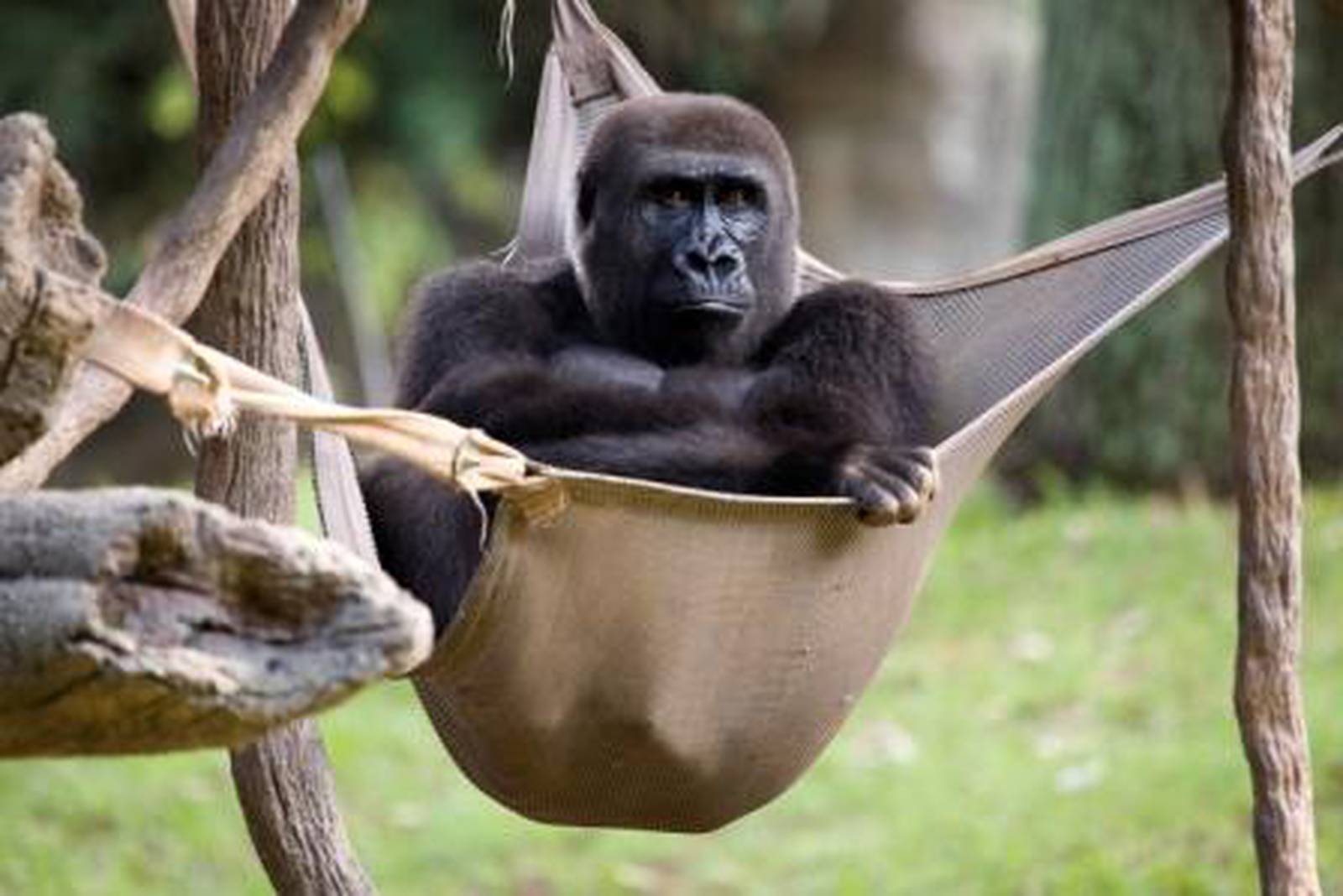 Zoo Atlanta gorilla to give birth soon – WSB-TV Channel 2 - Atlanta