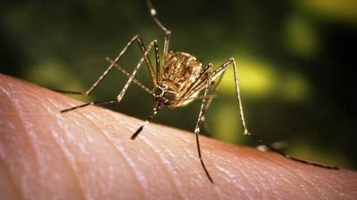 Be prepared: Mosquito season is here, and so is the risk for West Nile Virus