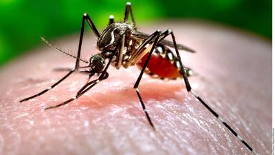 CDC reports 20 cases of dengue in Georgia, spread across 10 metro Atlanta counties