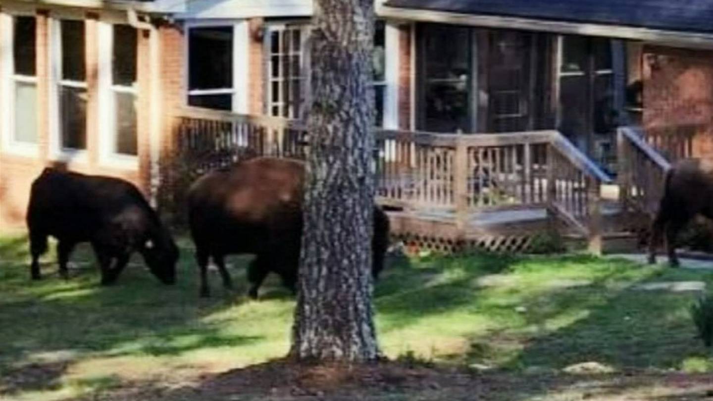 Fayette County mom speaks out after rapper Rick Ross’ pet buffalo invade her property - WSB Atlanta