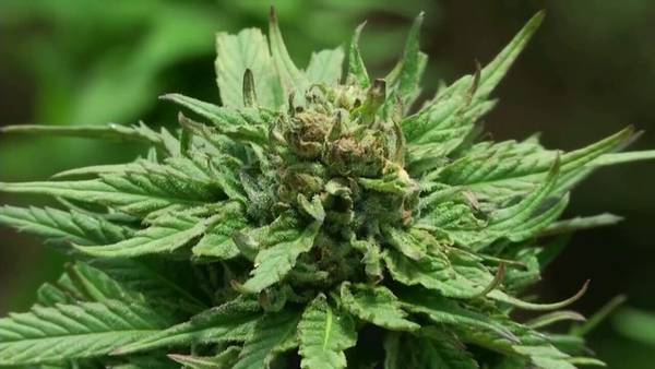 Athens commissioners vote to decriminalize marijuana