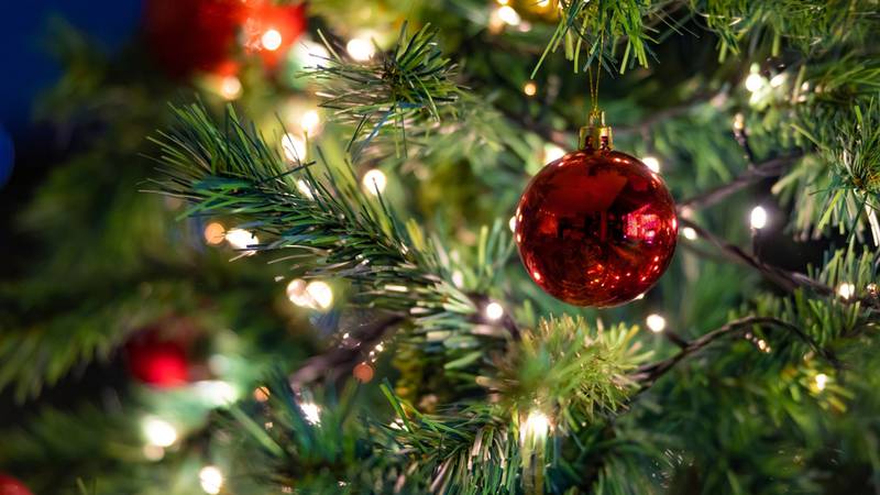 A family in Lexington, Kentucky found an unwanted guest in their Christmas tree this year.