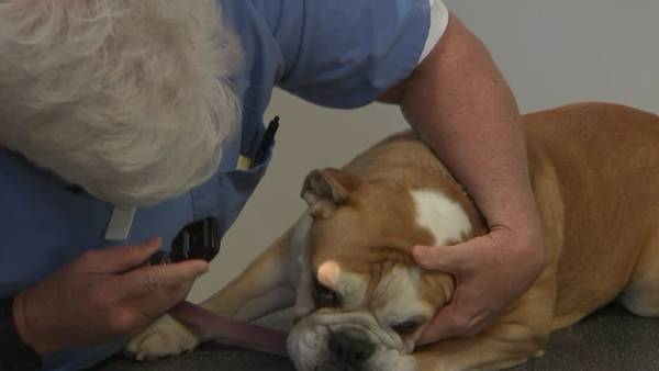 ‘Stoned and wobbly:’ Metro Atlanta vets seeing more dogs ingesting THC